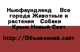 Ньюфаундленд  - Все города Животные и растения » Собаки   . Крым,Новый Свет